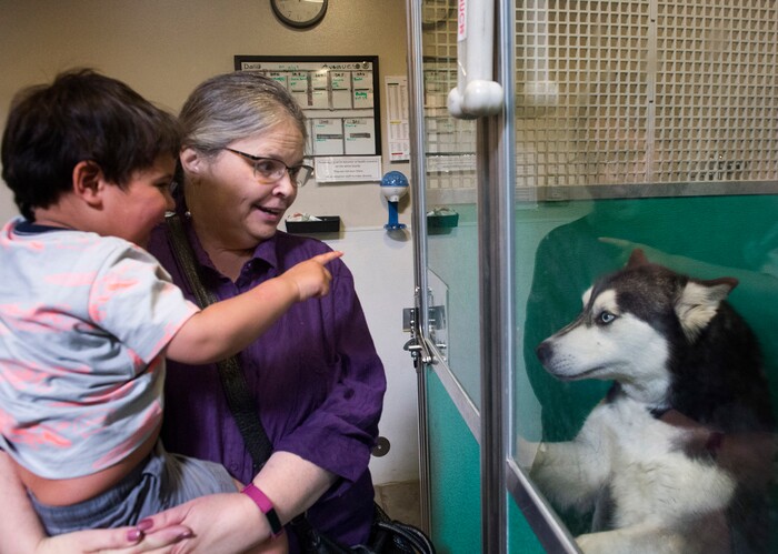 (Rick Egan  |  The Salt Lake Tribune)   Jan Liechty and 2-year-old Elliot Kazer visit a Siberian Husky named "Aska," at the Humane Society of Utah, in Murray, Friday, April 27, 2018.