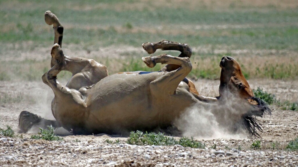 (AP Photo/Rick Bowmer) In this June 29, 2018 photo, a wild horse rolls in the dust after drinking from a watering hole outside Salt Lake City.