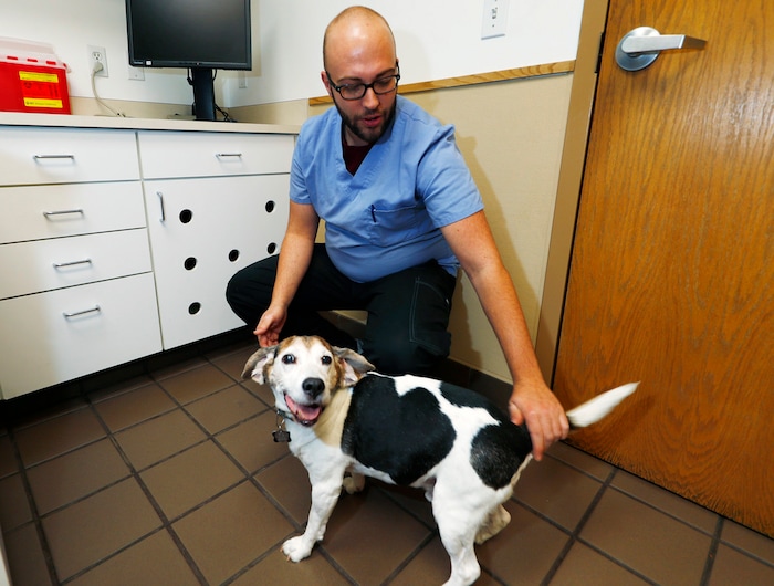 (David Zalubowski | The Associated Press) In this Monday, Oct. 30, 2017, photo, Luke Byerly tends to his 14-year-old beagle, Robbie, during a break at Byerly's job as a technician at a veterinary clinic in east Denver. Byerly is using CBD, a non-psychoactive component of marijuana, oil to treat the dog's arthritis.