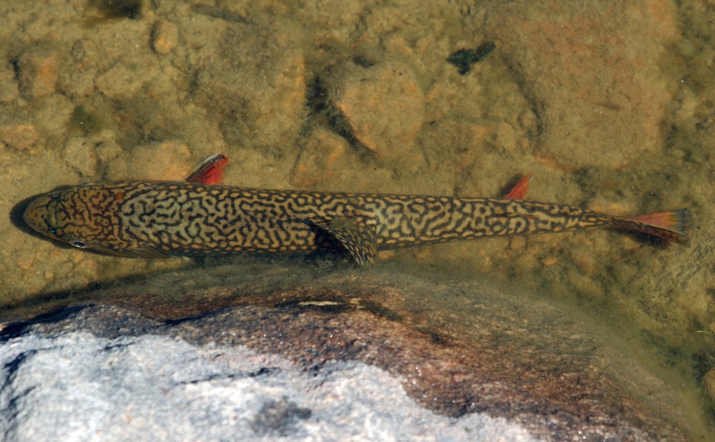 |  Courtesy Utah Division of Wildlife ResourcesBrook trout are among the fish you can catch in high-elevations lakes in Utah.