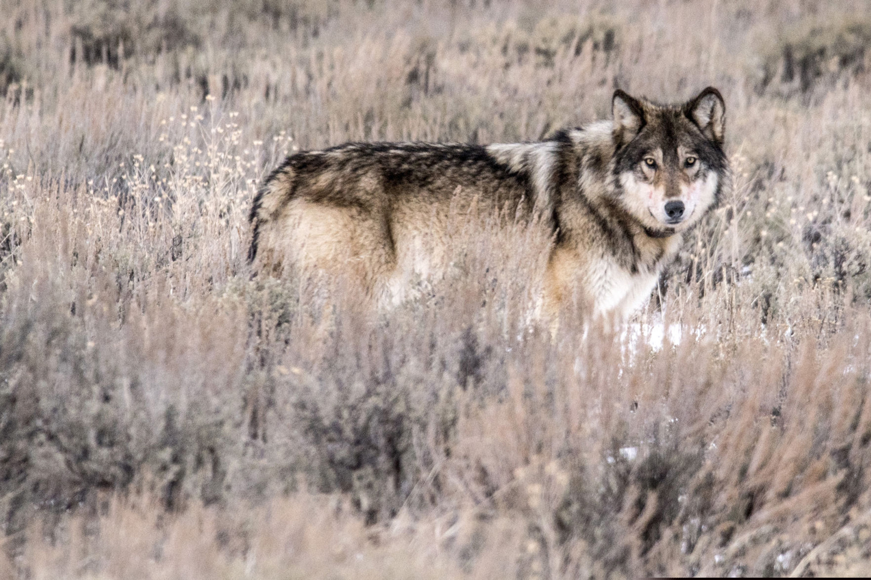 (Ryan Dorgan | Jackson Hole News & Guide | The Associated Press) In this 2018 photo, a wolf is seen in Jackson Hole, Wyoming. Predation by wolves has caused problems for cattle ranchers in the area in recent years. 
