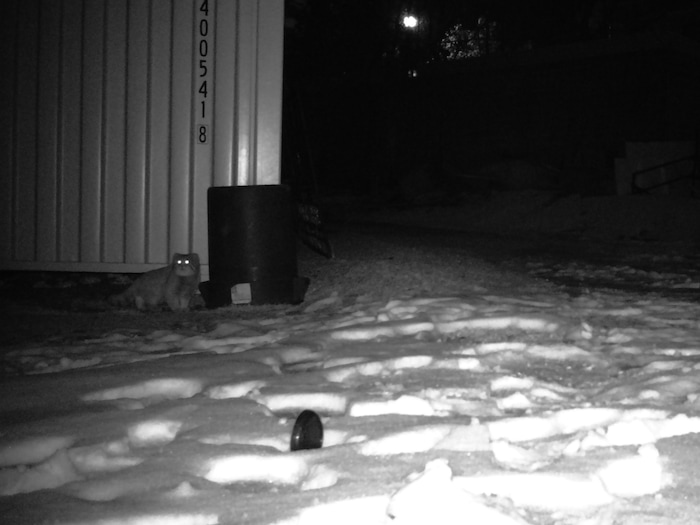 (Photo courtesy of Hogle Zoo) Mushu the Pallas' cat is caught on surveillance footage at Hogle Zoo after he escaped from his habitat area on Sunday, Jan. 28, 2018.