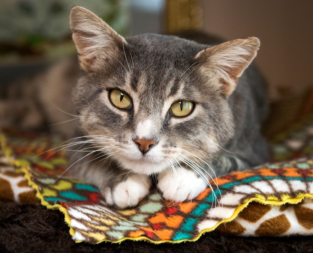 Leah Hogsten  |  The Salt Lake TribunePeter is a new patient member to Cat World at Best Friends. Best Friends saves thousands of animals every year as the nation's largest no-kill sanctuary, encompassing some 3,700 acres about 5 miles outside Kanab.