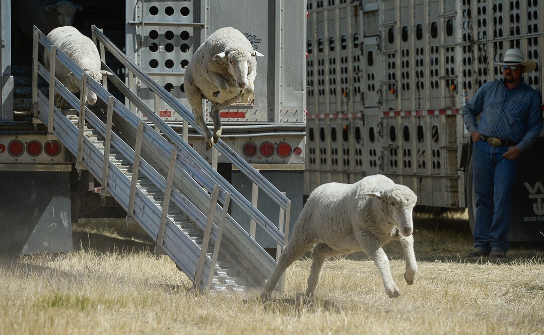 (Francisco Kjolseth  |  The Salt Lake Tribune)  Hundreds of sheep arrive from the Strawberry Valley to Midway's Soldier Hollow as they leap from trucks on Wed. Aug. 29, 2018, for this weekend's 16th annual Soldier Hollow Classic Sheepdog Championship and Festival, which runs Aug. 31-Sept. 3. This year, 44 dogs and 34 handlers will work with 331 sheep for the $20,000 purse.