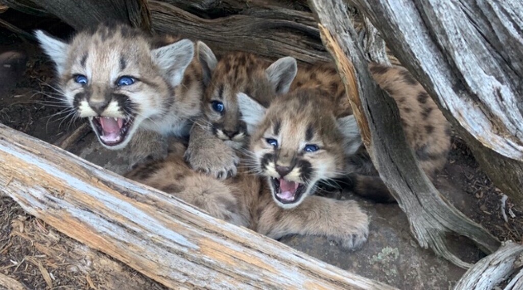 (Photo courtesy Utah Division of Wildlife Resources) Three cougar kittens abandoned in the mountains of Utah are now at the Bronx Zoo.
