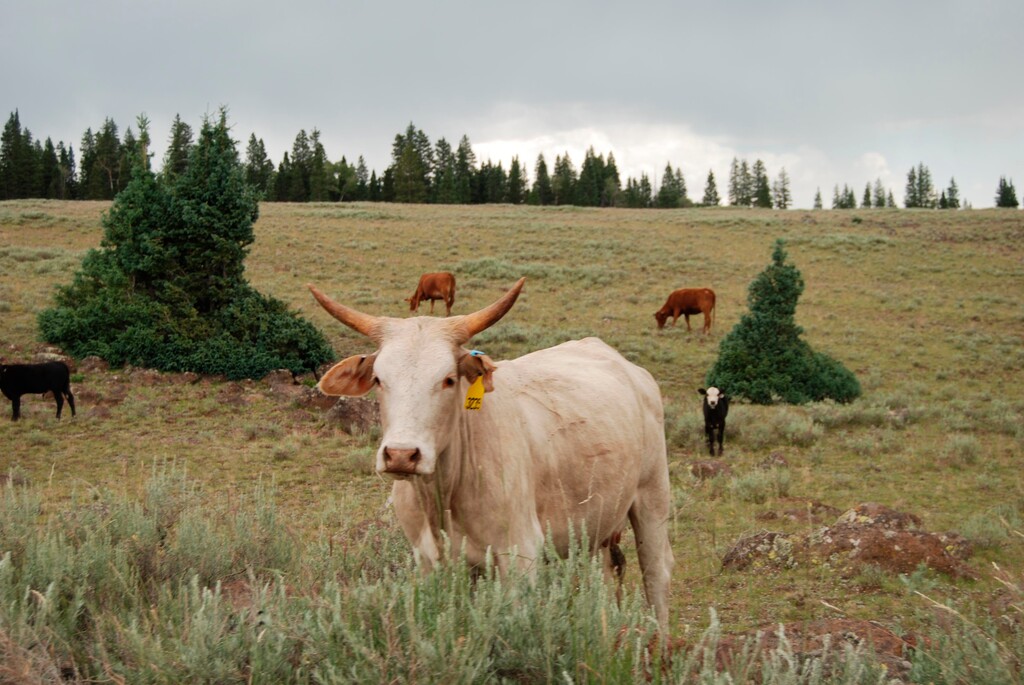 (Brian Maffly | Tribune file photo via AP) In this 2015 photo, cattle graze on Garfield County's Aquarius Plateau in the Dixie National Forest in Utah.