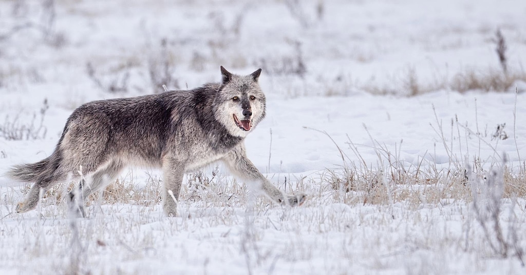 (Sylvia Borgonovo) Wolf 1090F, the alpha female of the Mollie’s Pack and now the firth-oldest known wolf in Yellowstone National Park history. 