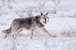 (Sylvia Borgonovo) Wolf 1090F, the alpha female of the Mollie’s Pack and now the firth-oldest known wolf in Yellowstone National Park history.