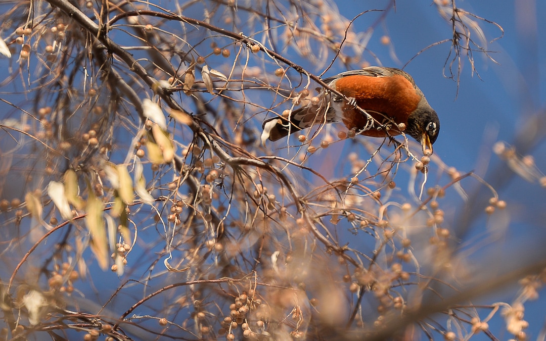 (Francisco Kjolseth  |  The Salt Lake Tribune)  An American robin picks berries near the waters of the Jordan River recently. A group of Audubon members took to a stretch of the river for the New Year's Day bird count as part of the annual survey, now its 119th year, done by multiple members across Utah.