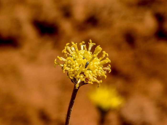 Erin Alberty  |  The Salt Lake TribuneA fineleaf hymenopappas blooms May 27, 2017 along the Desert Voices Trail in Dinosaur National Monument.