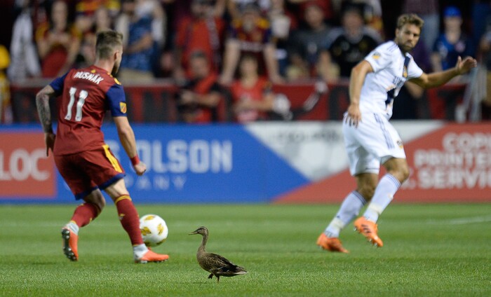 (Francisco Kjolseth  |  The Salt Lake Tribune)  A duck joins the game during the first half of the MLS soccer match Saturday, Sept. 1, 2018, in Sandy at Rio Tinto Stadium.
