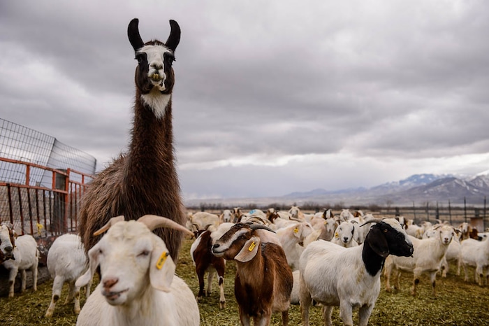 (Trent Nelson | The Salt Lake Tribune)
Carlos the llama protects the herd from coyotes and other predators who may enter the East African Refugee Goat Project, west of the Salt Lake City International Airport. Saturday March 24, 2018.