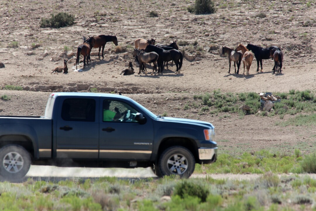 Photo courtesy of Laurie Kline
Individuals on ATV's and motorcycles, some with Emery County Search and Rescue shirts and trailers, were alleged by a citizen to have been involved in hazing about 80 wild horses in the McCay Flats area of the San Rafael Swell July 9.  The sheriff's department said the volunteers were in the vicinity for an unrelated reason.