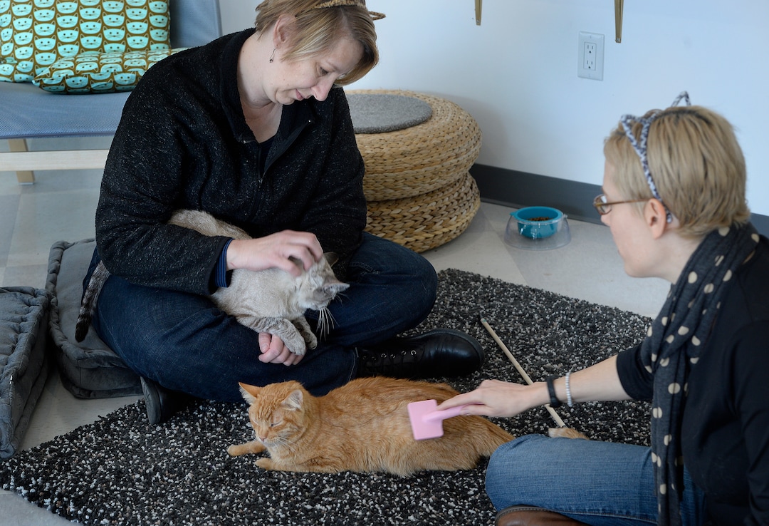 (Scott Sommerdorf   |  The Salt Lake Tribune)  Melissa Davis, left and Jackie Rogers play with cats at Tinker’s Cat Cafe on 900 South in Salt Lake City on Thursday, Nov. 2, 2017.