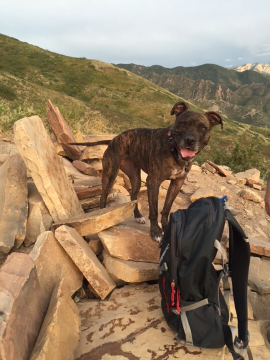 (Courtesy of Salt Lake County Animal Services)  Salt Lake County PAWlitical candidate Pippa