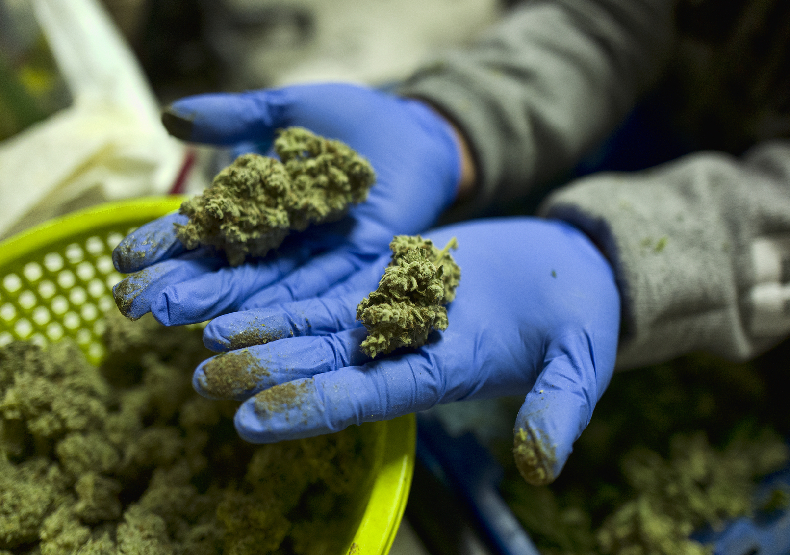(Richard Vogel | AP file photo) In this Thursday, April 4, 2019 photo a cannabis worker displays fresh cannabis flower buds that have been trimmed for market in Gardena, Calif. When California voters broadly legalized marijuana, they were promised that a vast computer platform would closely monitor products moving through the new market. Sixteen months after the start of broad legal sales, just a few hundred operators are entering data into the track-and-trace system.