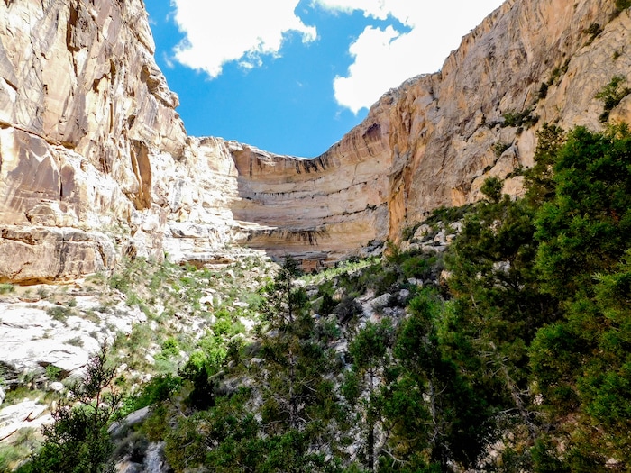 Erin Alberty  |  The Salt Lake TribuneBox Canyon envelops a valley of cottonwood trees and sumac bushes in Dinosaur National Monument. Photo taken May 29, 2017.