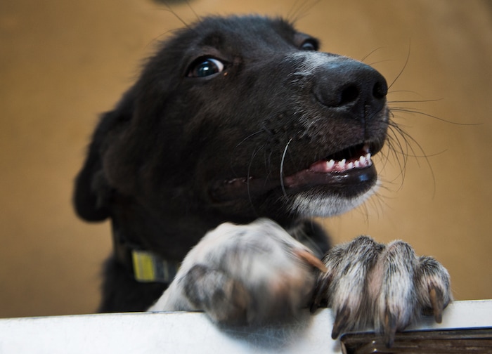 Leah Hogsten  |  The Salt Lake Tribune
On average in a year, over 300 puppies, like 18-week-old Mato, are adopted out quickly after attending "puppy preschool," spay or neuter and a clean bill of health. Mato came from the nearby Navajo reservation with a bulging eye, due to infection from a Foxtail seed. Best Friends saves thousands of animals every year as the nation's largest no-kill sanctuary, encompassing some 3,700 acres about 5 miles outside Kanab.

