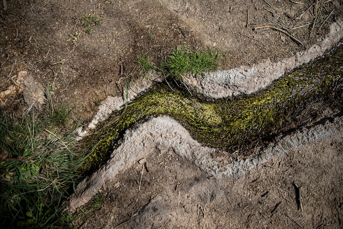 (Adriana Zehbrauskas | The New York Times) A spring in Quitobaquito, a natural freshwater spring, where human artifacts dating back 16,000 years have been found, in the Organ Pipe Cactus National Monument where a wall is being built along the Arizona-Mexico border near Lukeville, Ariz. Feb. 19, 2020. Federal courts allowed the Trump administration to speed construction of the border wall by waiving dozens of laws, including measures protecting endangered species and Native American burial sites.