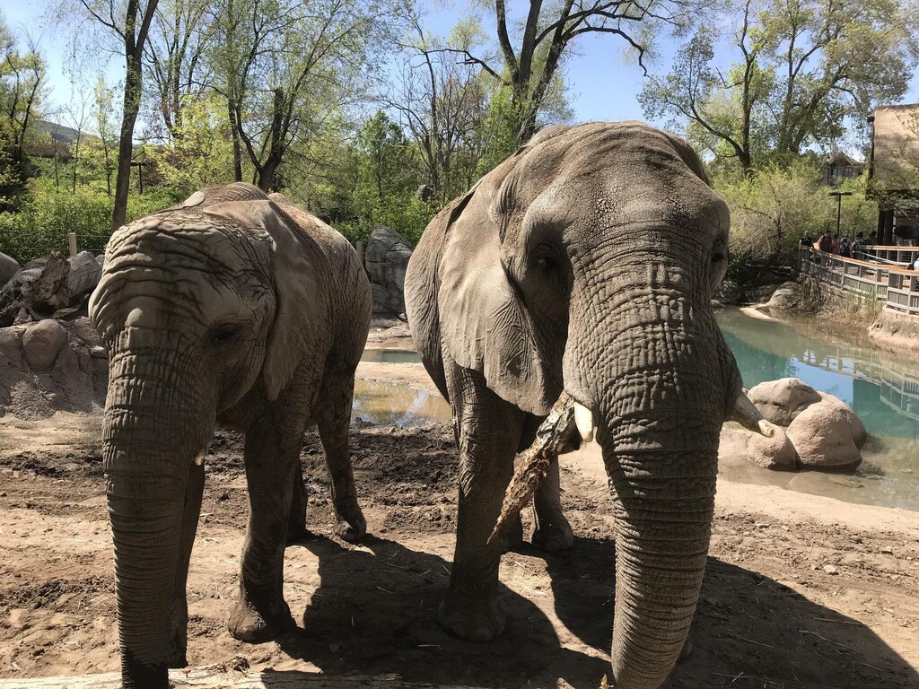 (Hogle Zoo) Christie, right, and her daughter, Zuri, left, are pictured in an undated photo. The two elephants are going to be transferred to another zoo out of state by fall, Hogle Zoo announced on Tuesday, May 2, 2023.
