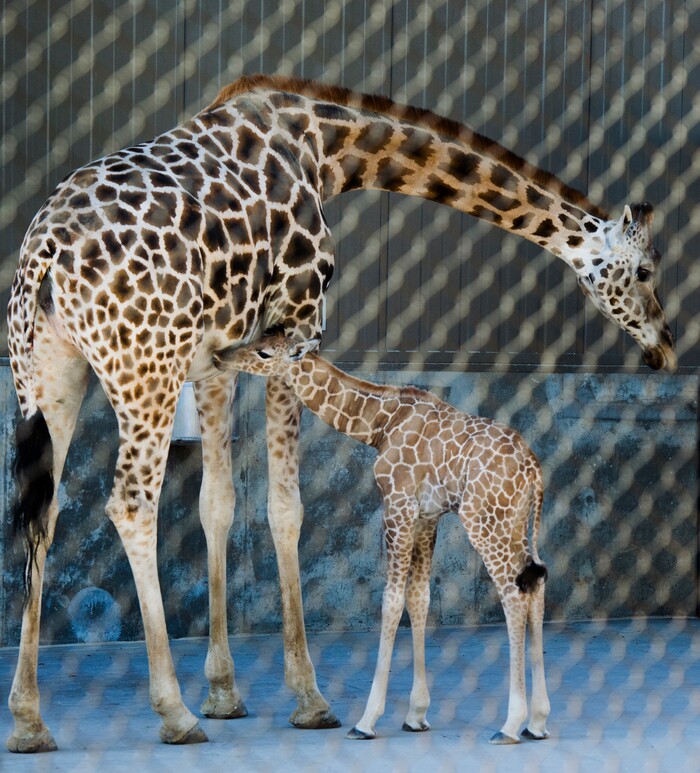 (Rick Egan | The Salt Lake Tribune) Pogo and her baby, Georgetta the giraffe, born Monday, Sept. 17, at Hogle Zoo. makes her public debut, Friday, Sept. 21, 2018.