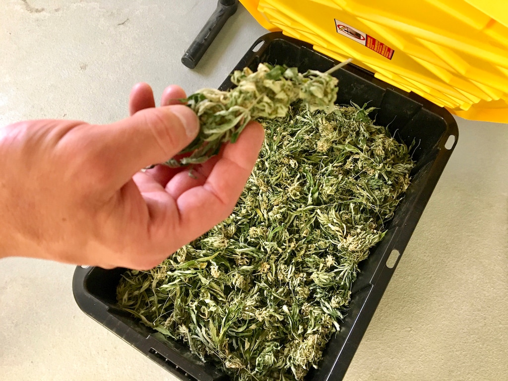(Morgan Smith | AP file photo) Darren Johnson, a hemp processor, holds raw hemp that will be used to make CBD oil at his processing facility, Wasatch Extraction, in Salt Lake City on July 2, 2019.