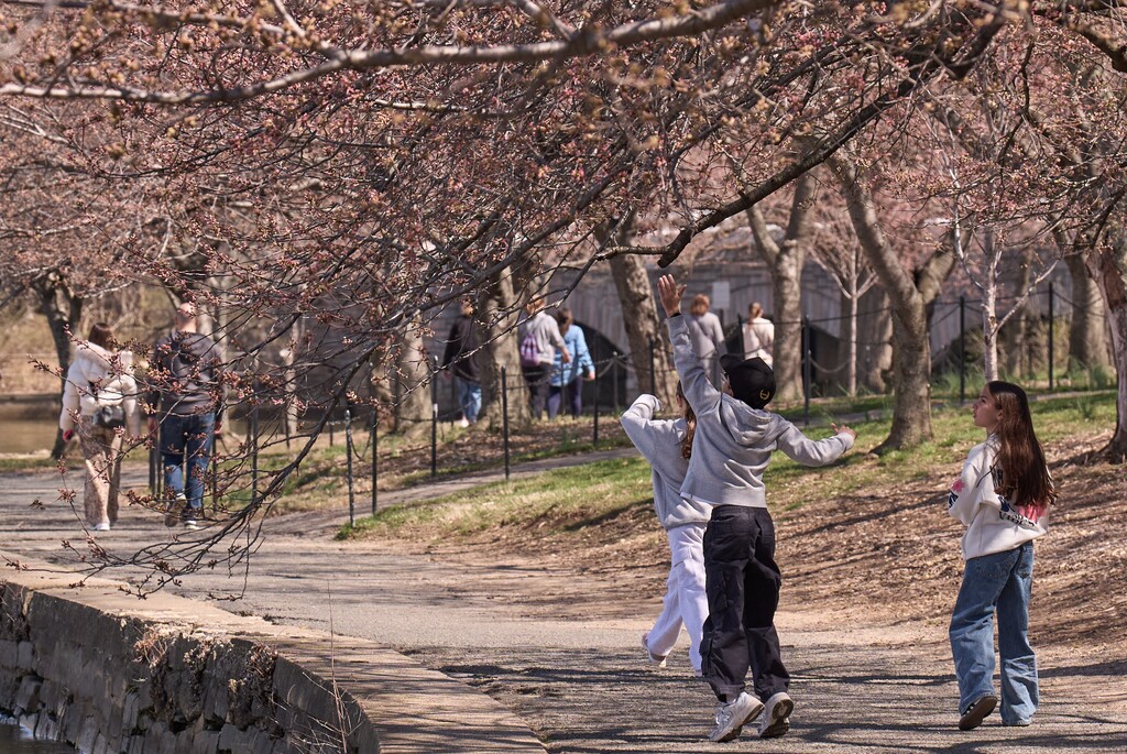Children play under cherry blossom trees that are not quite yet in bloom, Friday, March 20, 2026, along the tidal basin in Washington. (AP Photo/Jacquelyn Martin)