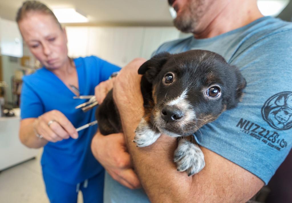 (Leah Hogsten | The Salt Lake Tribune) Vet technician Heidi Siddoway gives a puppy vaccinations and a sedative prior to neutering surgery at Nuzzles & Co. Rescue Ranch on Mar. 6, 2023. Nuzzles & Co. Pet Rescue and Adoption is a private, non-profit no-kill facility that seeks to give animals of all sizes a chance to thrive.