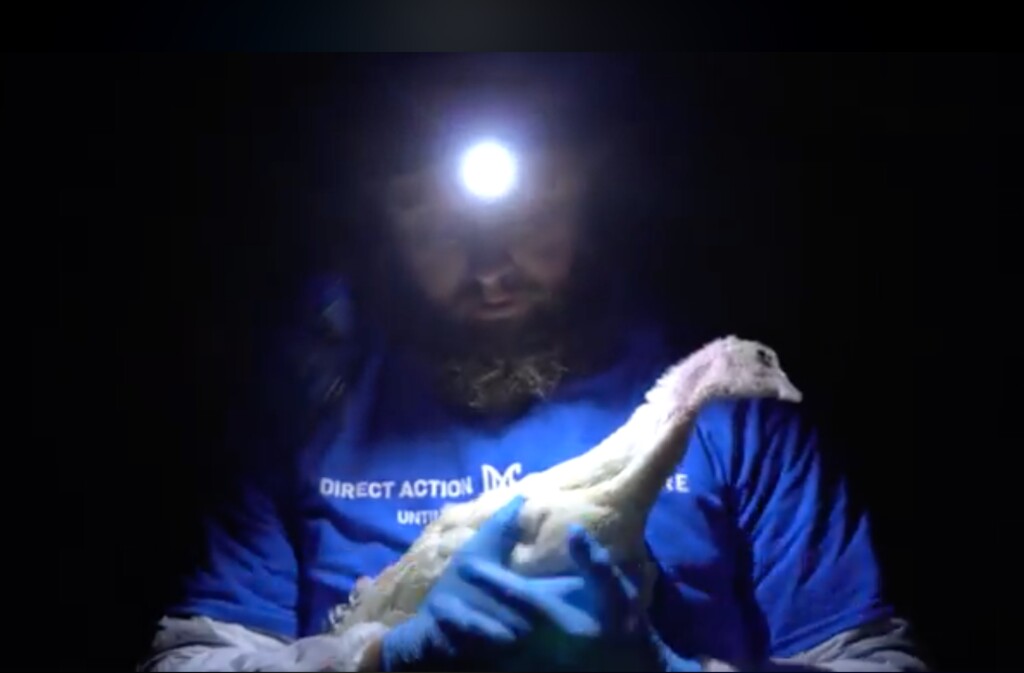 (Photo courtesy of Direct Action Everywhere) An activist with Direct Action Everywhere removes Abby, a turkey, from a Norbest turkey farm in Moroni in January, 2017. On Wednesday, six activists involved in the operation were charged with felony theft and burglary.