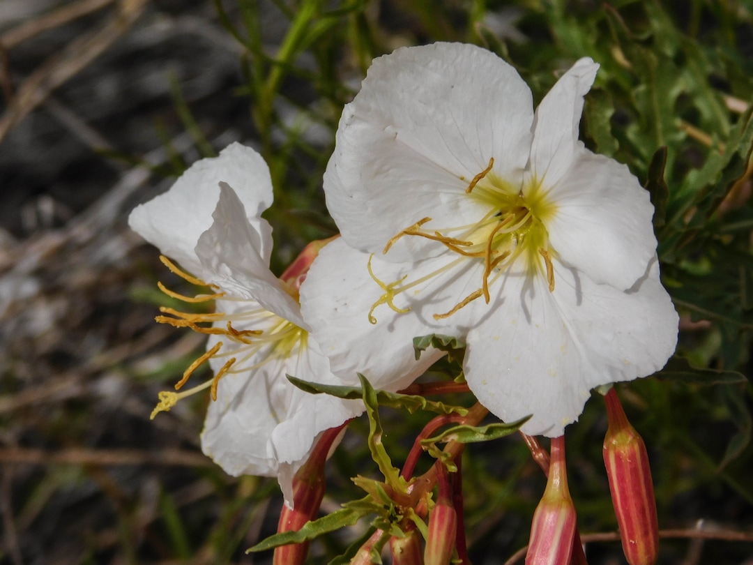 Erin Alberty  |  The Salt Lake TribuneA primrose blooms April 1, 2017 along the Babylon Arch trail in the Red Cliffs Desert Reserve near Leeds.