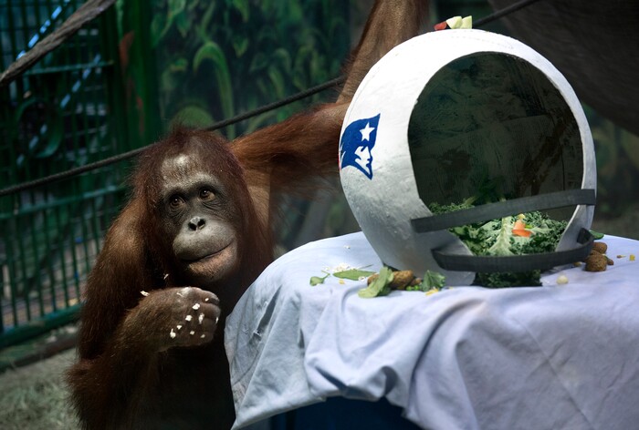 Scott Sommerdorf | The Salt Lake Tribune
Acara - the Hogle Zoo's Bornean Orangutan, chooses the New England Patriots as the winner of Super Bowl 52 by touching the papier-mâché helmet of the team over the one representing the Eagles, at Salt Lake City's Hogle Zoo, Thursday, February, 1, 2018.