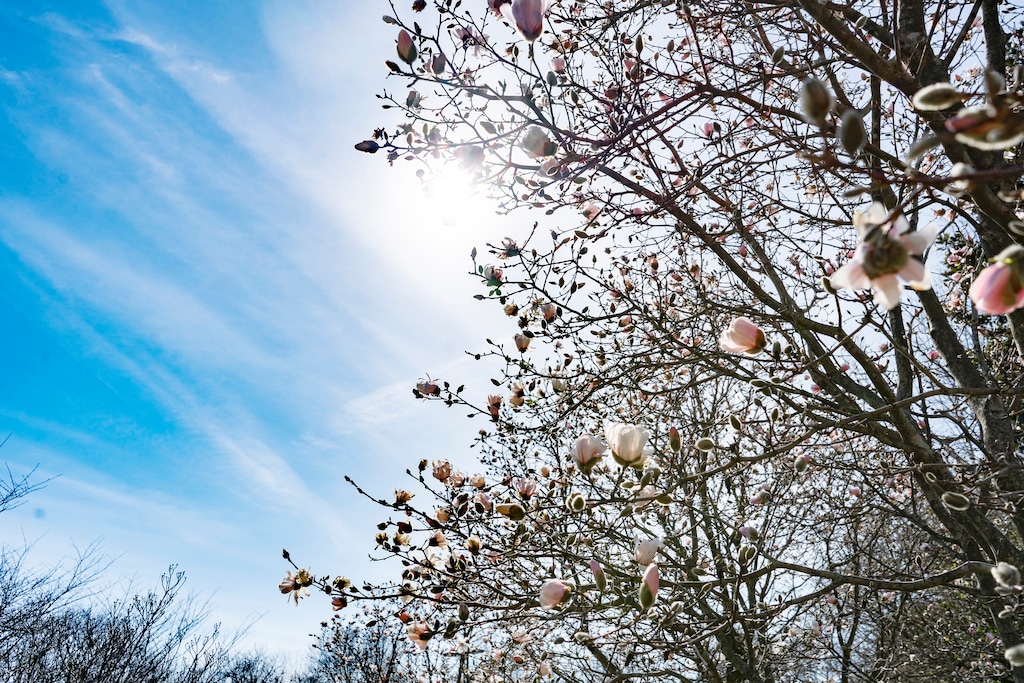 (Carla Ciuffo | The New York Times) 

Spring emerging at Cheekwood Gardens in Nashville, Tenn., March 4, 2022.