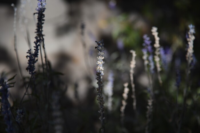 (Francisco Kjolseth  |  The Salt Lake Tribune)  The Center for Women and Children in Murray just started taking in people after being closed four years ago when government grants ran out. Now the Freedom Garden across the street is helping women once again with their rehabilitation by providing opportunities to grow fruits, vegetables, herbs and flowers. 