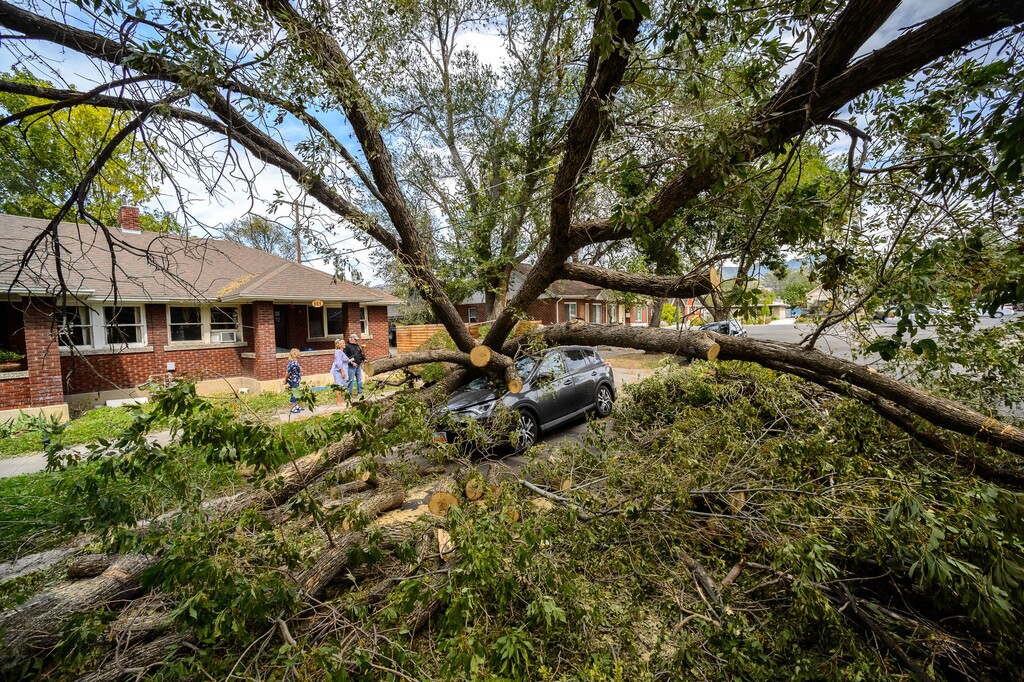 (Trent Nelson  |  The Salt Lake Tribune) A tree downed by Tuesday's high winds that landed on a car along Downington Avenue in Salt Lake City, on Wednesday, Sept. 9, 2020.