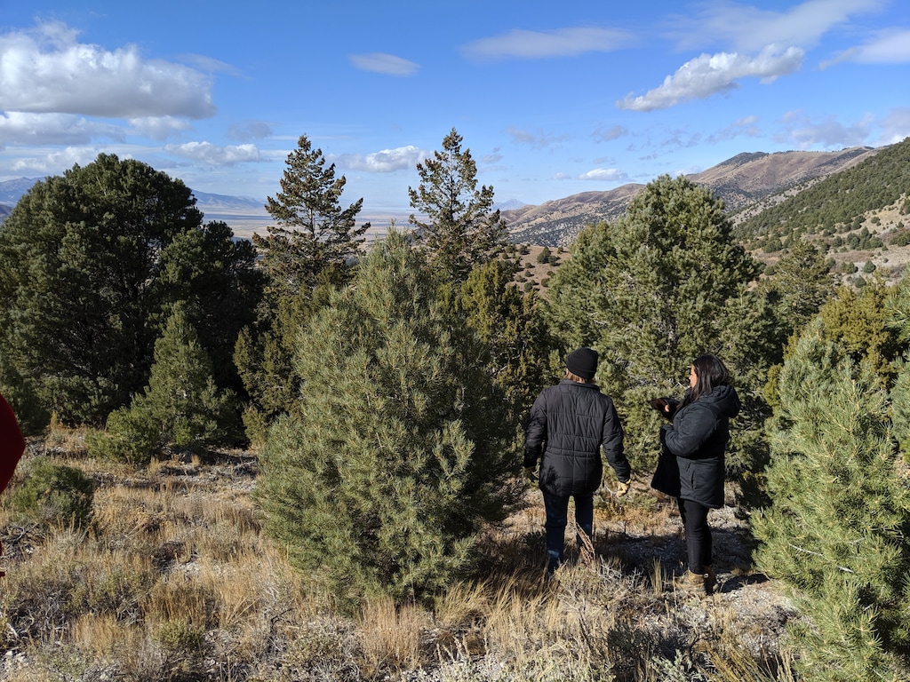 (Hannah Lenkowski | BLM Public Affairs) Individuals try to decide what tree to take home for the holidays in the West Desert. Permits to cut down your own tree are available at Bureau of Land Management offices throughout Utah.