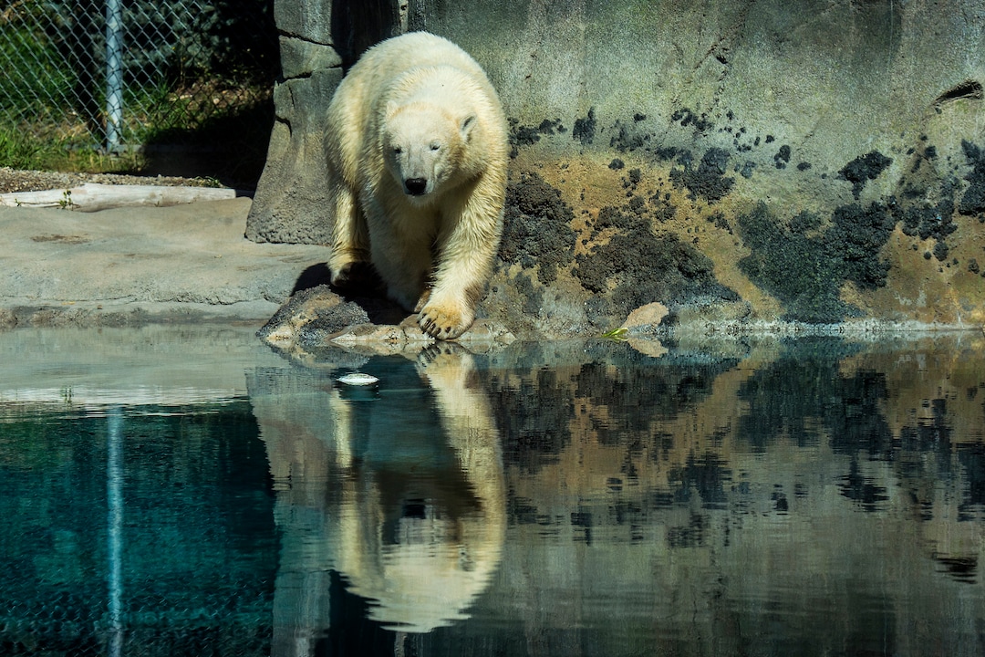 (Chris Detrick  |  The Salt Lake Tribune) Polar Bear Hope at Utah's Hogle Zoo Tuesday, October 10, 2017.