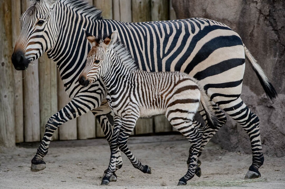 (Trent Nelson | The Salt Lake Tribune)  Clementine, left, a baby zebra born Oct. 23, with her mother, Zoe, at Utah's Hogle Zoo, Tuesday Oct. 30, 2018.