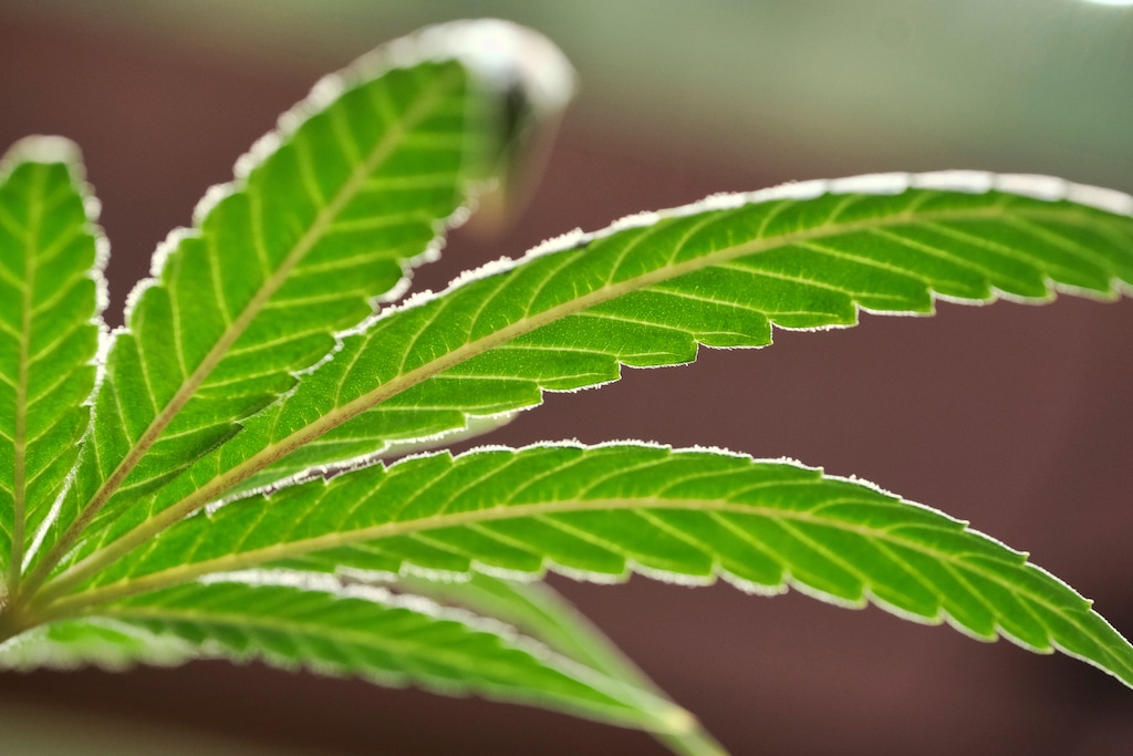 FILE - This Monday, May 20, 2019, file photo, shows a marijuana leaf on a plant at a cannabis grow. (AP Photo/Richard Vogel, File)