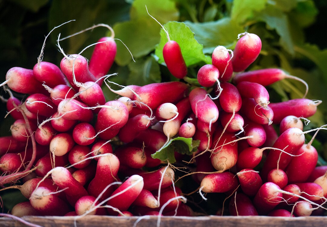 (Rick Egan  |  The Salt Lake Tribune)   Radishes from the Top Crops urban farm, at the Downtown Winter Market which opened today at the Rio Grande Depot. Saturday, Nov. 10, 2018.