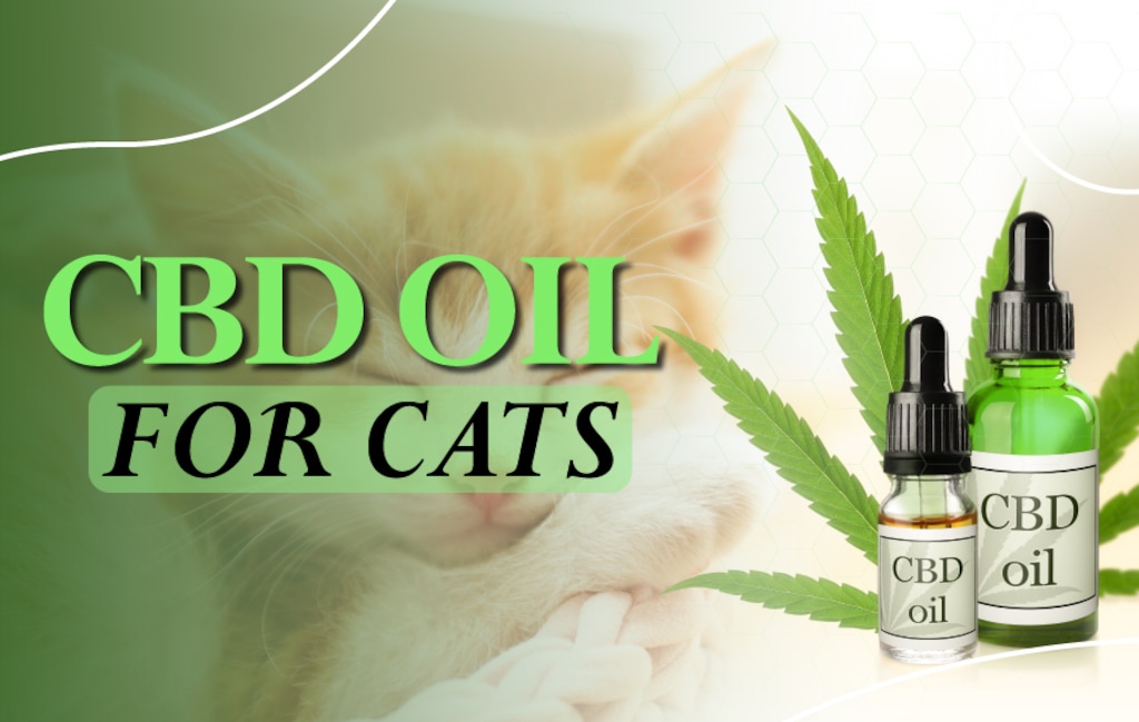 (Paradise Media, sponsored) CBD oil for cats.