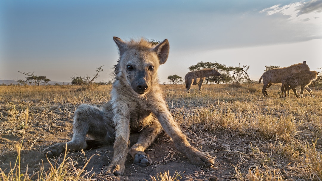 (Photo courtesy Discovery) Hyenas get a lot of screentime in “Serengeti.”