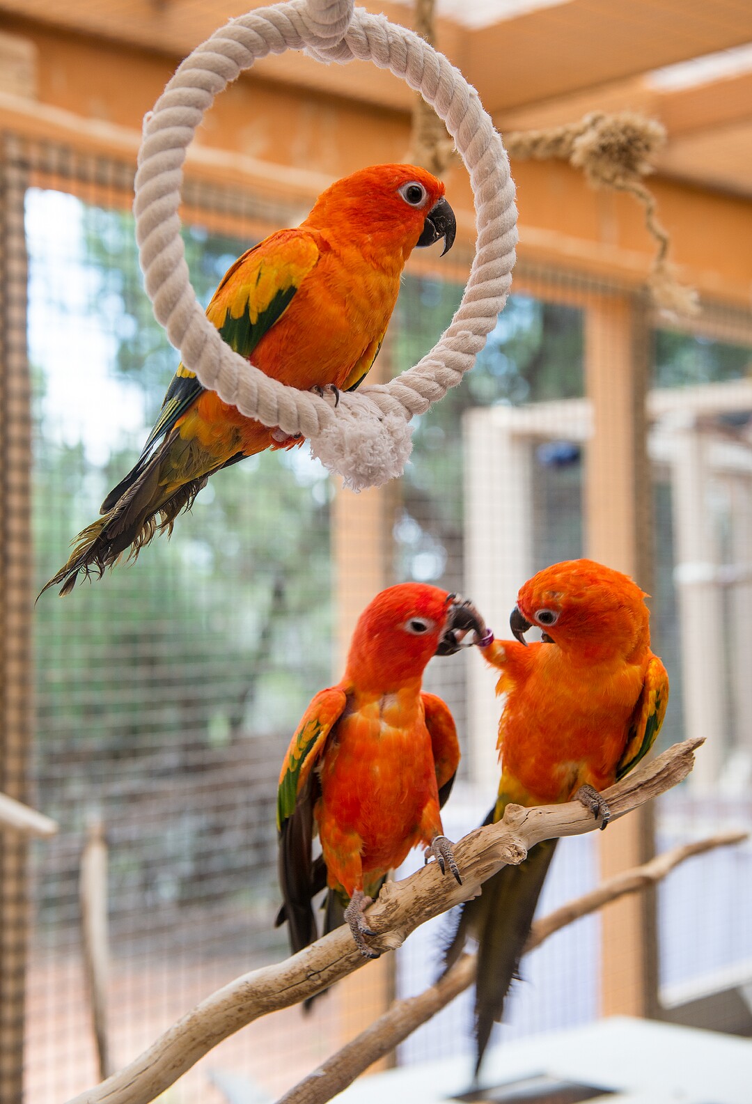 Leah Hogsten  |  The Salt Lake TribuneSibling rilvalry- a trio of sibling Sun Conures work through their issues. Best Friends saves thousands of animals every year as the nation's largest no-kill sanctuary, encompassing some 3,700 acres about 5 miles outside Kanab.