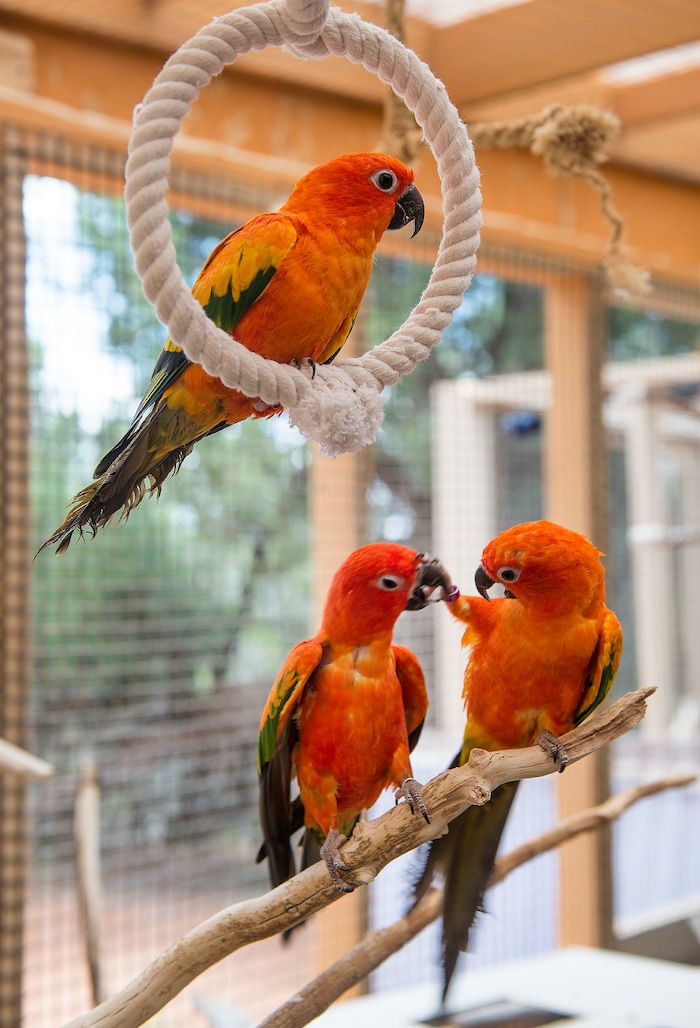 Leah Hogsten  |  The Salt Lake Tribune
Sibling rilvalry- a trio of sibling Sun Conures work through their issues. Best Friends saves thousands of animals every year as the nation's largest no-kill sanctuary, encompassing some 3,700 acres about 5 miles outside Kanab.
