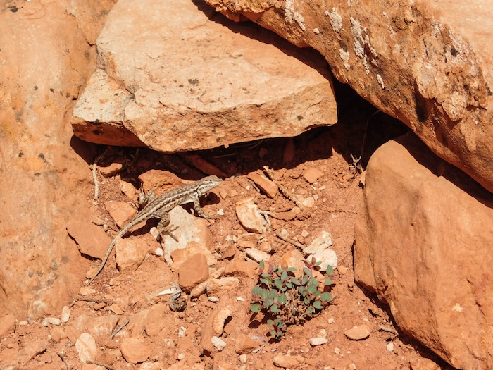 Erin Alberty  |  The Salt Lake TribuneLizards abound on the Desert Voices trail at Dinosaur National Monument. May 27, 2017.