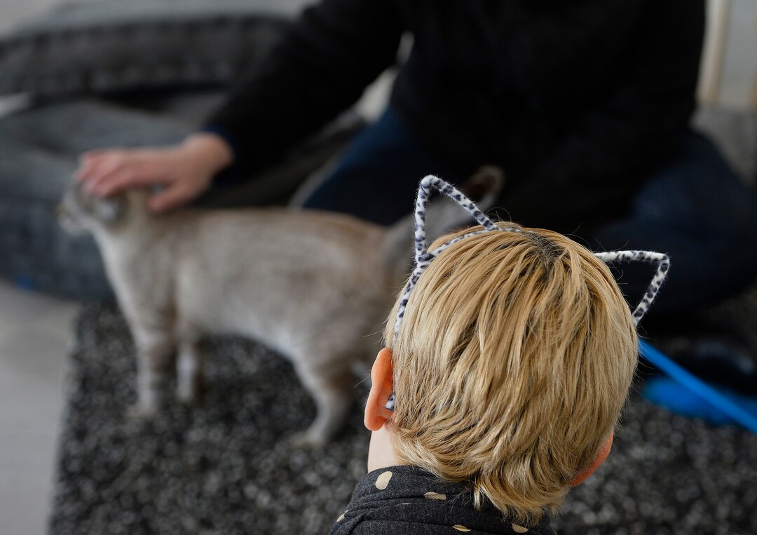(Scott Sommerdorf   |  The Salt Lake Tribune)   Visitors are given cat ears to wear as they play with the 14 or so cats at Tinker’s Cat Cafe on 900 South in Salt Lake City on Thursday, Nov. 2, 2017.