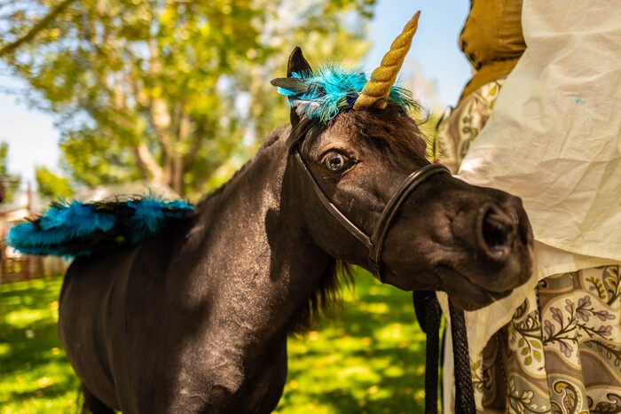 (Trent Nelson  |  The Salt Lake Tribune)  Maverick the Unicorn at the Utah Renaissance Faire at Thanksgiving Point in Lehi on Friday Aug. 23, 2019. Maverick's handler is Jessica Black.