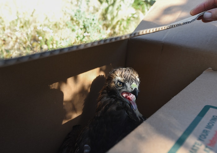 (Francisco Kjolseth | The Salt Lake Tribune) Catherine Kirby, with Noble Horse Sanctuary, displays her compassion for animals by moving a weak and dehydrated young red-tailed hawk by moving it back to the cottonwood tree where its nest is.
