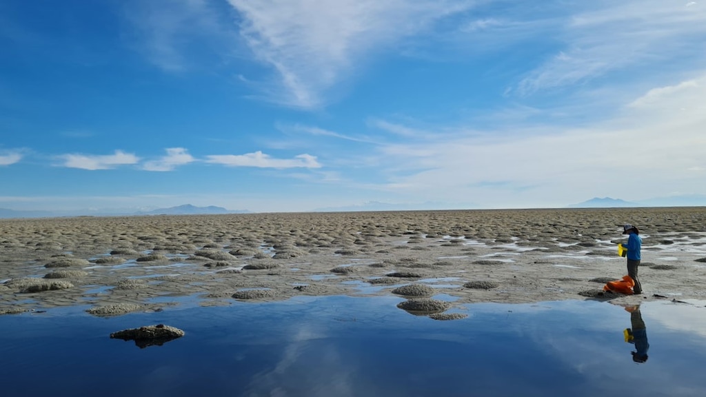 (Michael Werner) University of Utah postdoctoral student Julie Jung searches for nematodes near some surfaced microbialites.