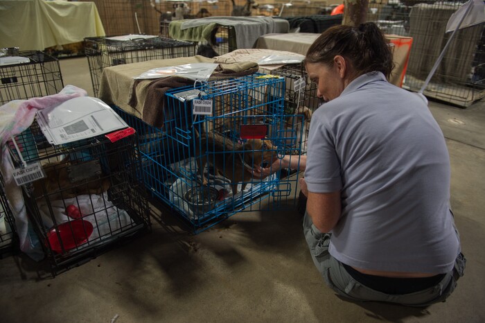 (Rachel Molenda | The Salt Lake Tribune) Tracy Donaldson, who is part of the Mongomery County Animal Shelter relief team, works with a nervous dog housed at Best Friends Animal Society's shelter in Conroe, Texas, on Wednesday, Sept. 6, 2017.