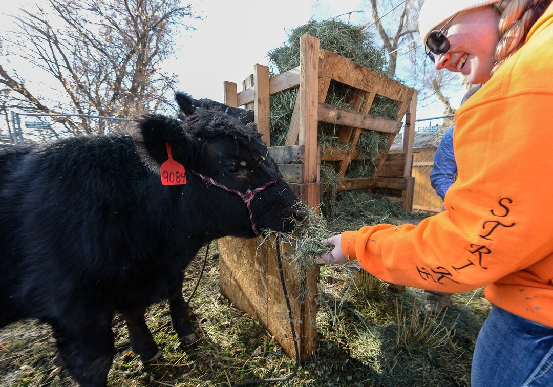 Francisco Kjolseth | The Salt Lake TribuneAmelia Costin feeds one of the student owned steers at her school recently. At Roots, Utah's first farm-based charter school in West Valley City, students get hands on experience working at the school's farm just down the street from the school. A legislative task form is recommending changes to the way Utah's charter schools are funded. 